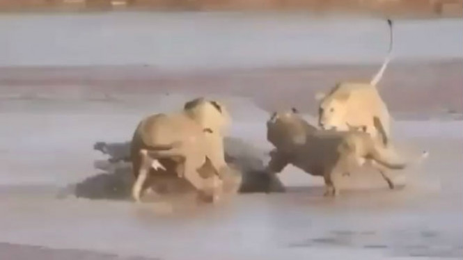 Video Pertarungan Buaya Lawan Tiga Singa, Menang Siapa?
