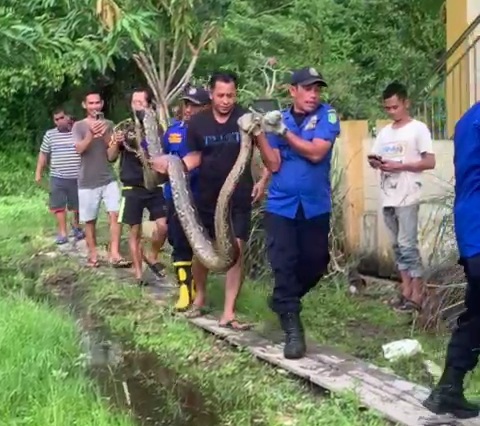 Bikin Merinding, Ular Piton Makan Kambing di Parit Rumah Warga Meranti