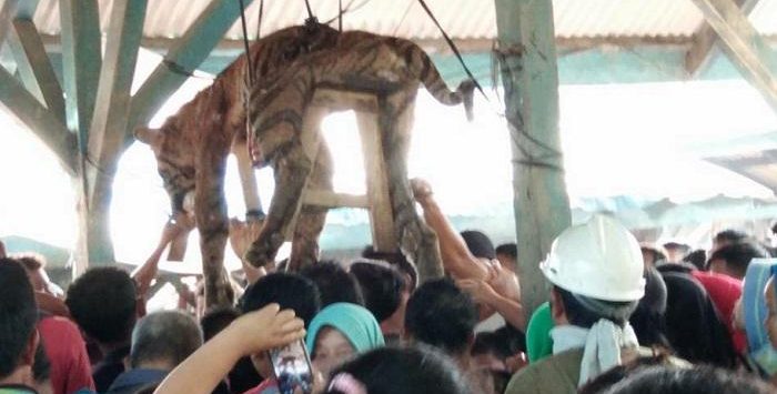 Ngeri ! Tak Hanya Dibunuh, Harimau Sumatera Itu Juga Dipreteli Organ Tubuhnya