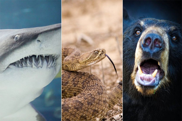 Pria Ini Digigit Hiu Setelah Diserang Beruang dan Dipatuk Ular