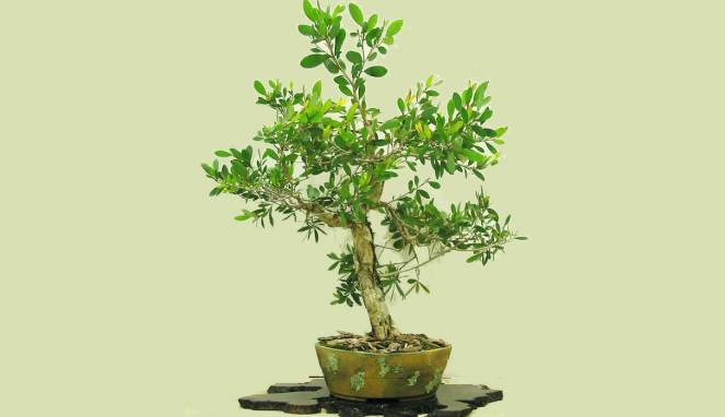 Budidaya dan Perawatan Bonsai Kayu Putih di Rumah