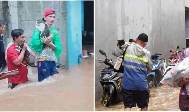Bikin Haru, Inilah 5 Potret Evakuasi Kucing saat Banjir Awal 2020