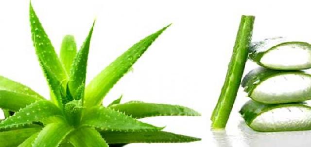 Berikut Manfaat lidah buaya untuk perawatan alami wajah