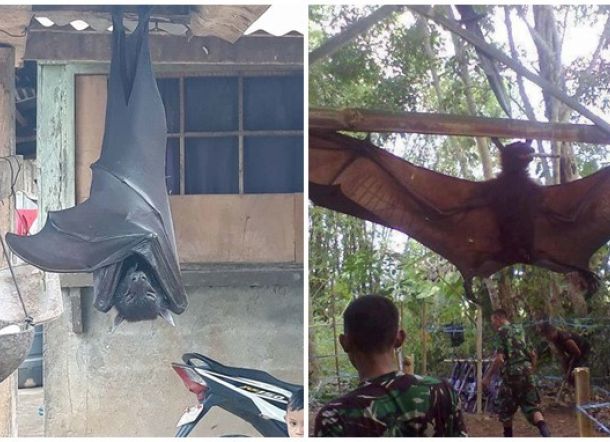 Megabats, Kelelawar Raksasa yang Sekilas Mirip Siluman