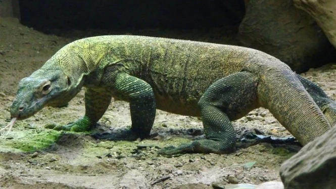 Ternyata Makhluk Seperti Naga Ini Pernah Ditemukan Hidup di Kalimantan