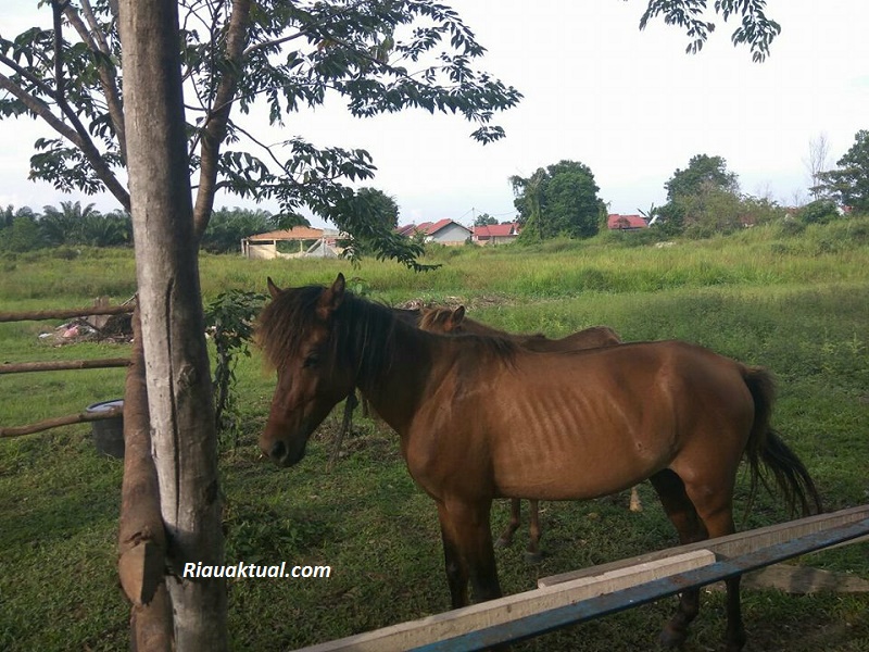 Soal Hewan di Kasang Kulim yang Disebut Memperihatinkan, Ini Penjelasan BBKSDA Riau
