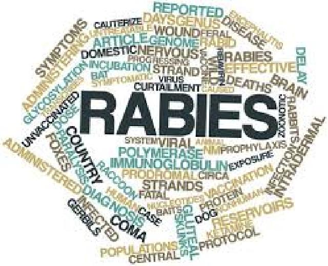 Pekanbaru Belum Bebas Rabies, Masih Ditemukan 1 Atau 2 Kasus Pertahun