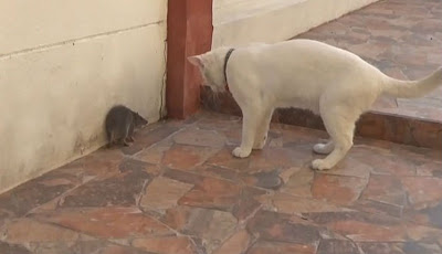 Diintimidasi Kucing, Tikus yang Ketakutan Keluarkan Suara Ancaman