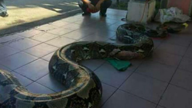 Mengerikan, Ular Piton Sepanjang 7 Meter Berhasil Ditangkap