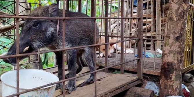 Warga Di Banyumas Heboh Ada Babi Hutan Berkaki Seperti Ayam