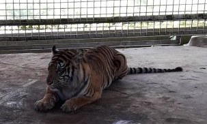 Begini Gaya Bonita Dalam Kerangkeng di PRHSD Sumbar