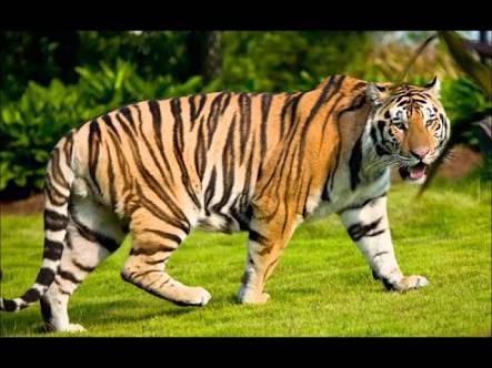 3 Perempuan di Inhil Diserang Harimau, Satu Tewas Dua Lain Selamatkan Diri Naik Pohon