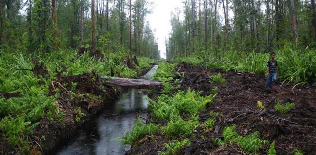 Batal Ditemui Gubernur Riau, FPESGR Ngotot Permen LHK P.17 Dikaji Ulang