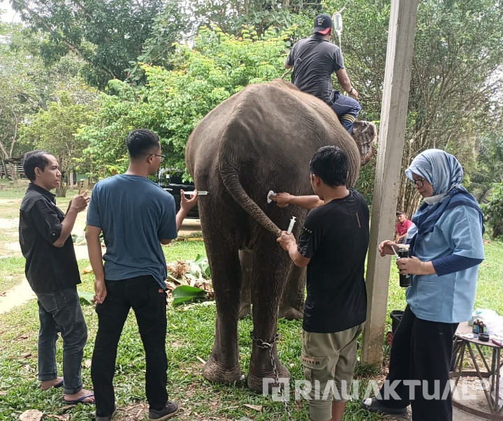 Gajah Indah di PLG Minas Alami Diare, Tim Medis BBKSDA Riau Berikan Penanganan