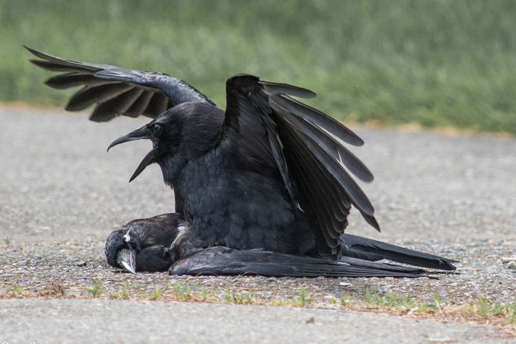 Apa Maksud Gagak Kawini Bangkai Spesiesnya?