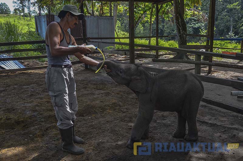 Merawat Bayi Gajah Sumatera Yang Terluka Akibat Jeratan