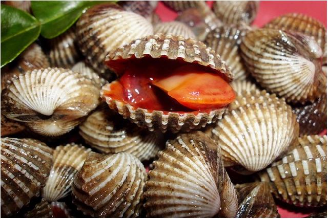 Kerang Rohil Sudah Dipasarkan Hingga Sumut