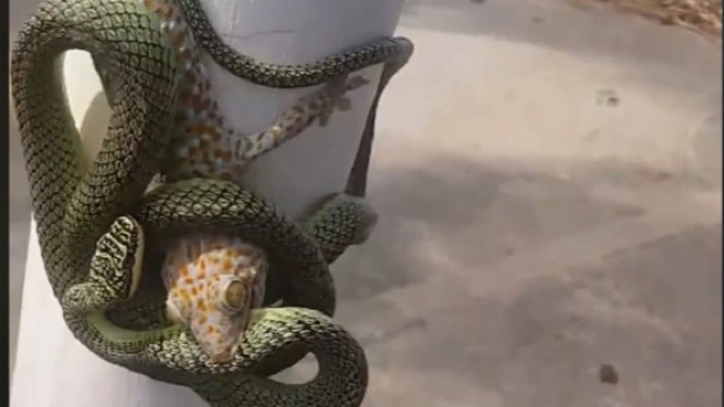 Ular VS Tokek Saling Mengunci, Siapa yang Akan Menang?