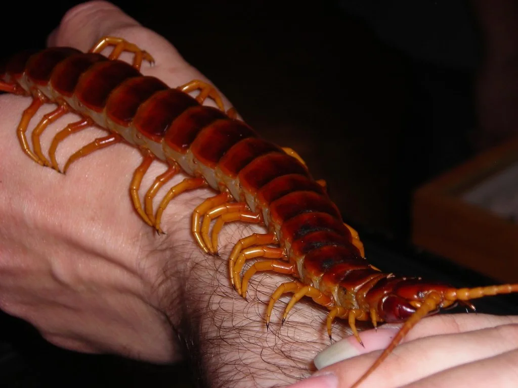 Apakah Kamu Termasuk Chilopodophobia? Coba Lihat Gambar Ini