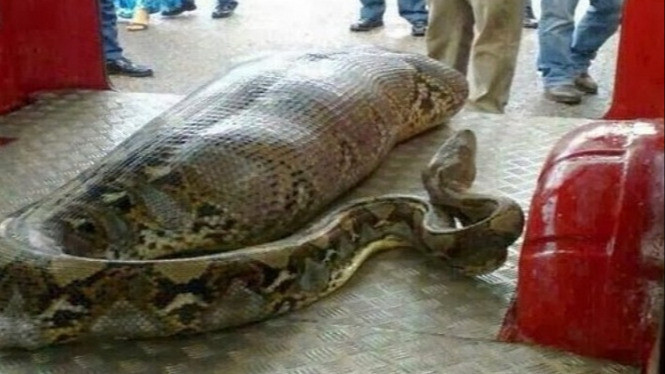 Empat Kasus Ular Besar Memakan Manusia