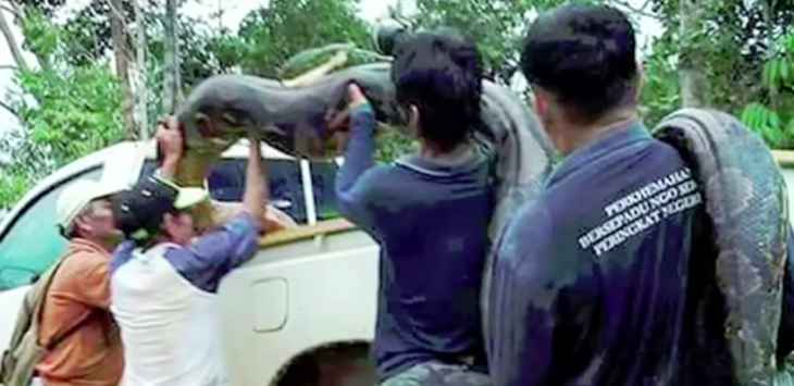 Merinding Dengar Suara Aneh, Ternyata Ular Piton Raksasa Kawin