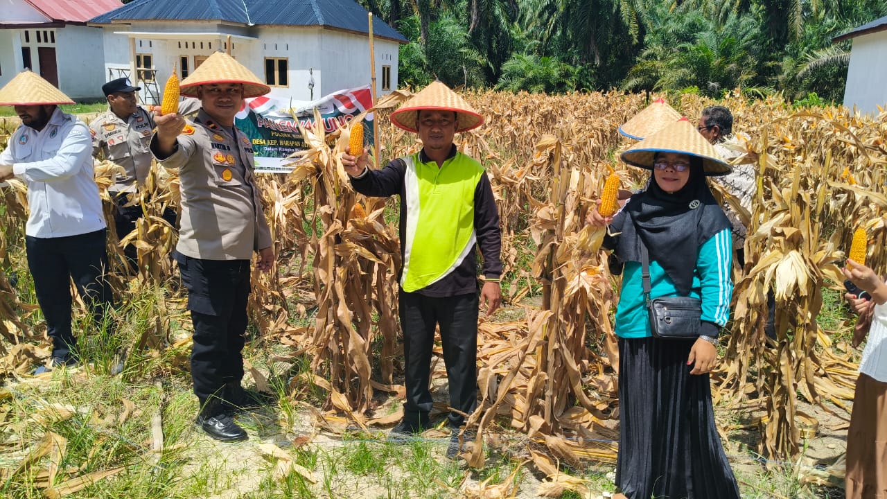 Polri di Rohil Panen 1 Ton Jagung, Dukung Program Asta Cita Presiden