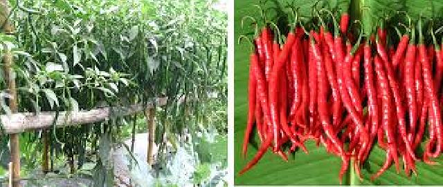 Faktor Alam Picu Harga Cabe Kembali Pedas