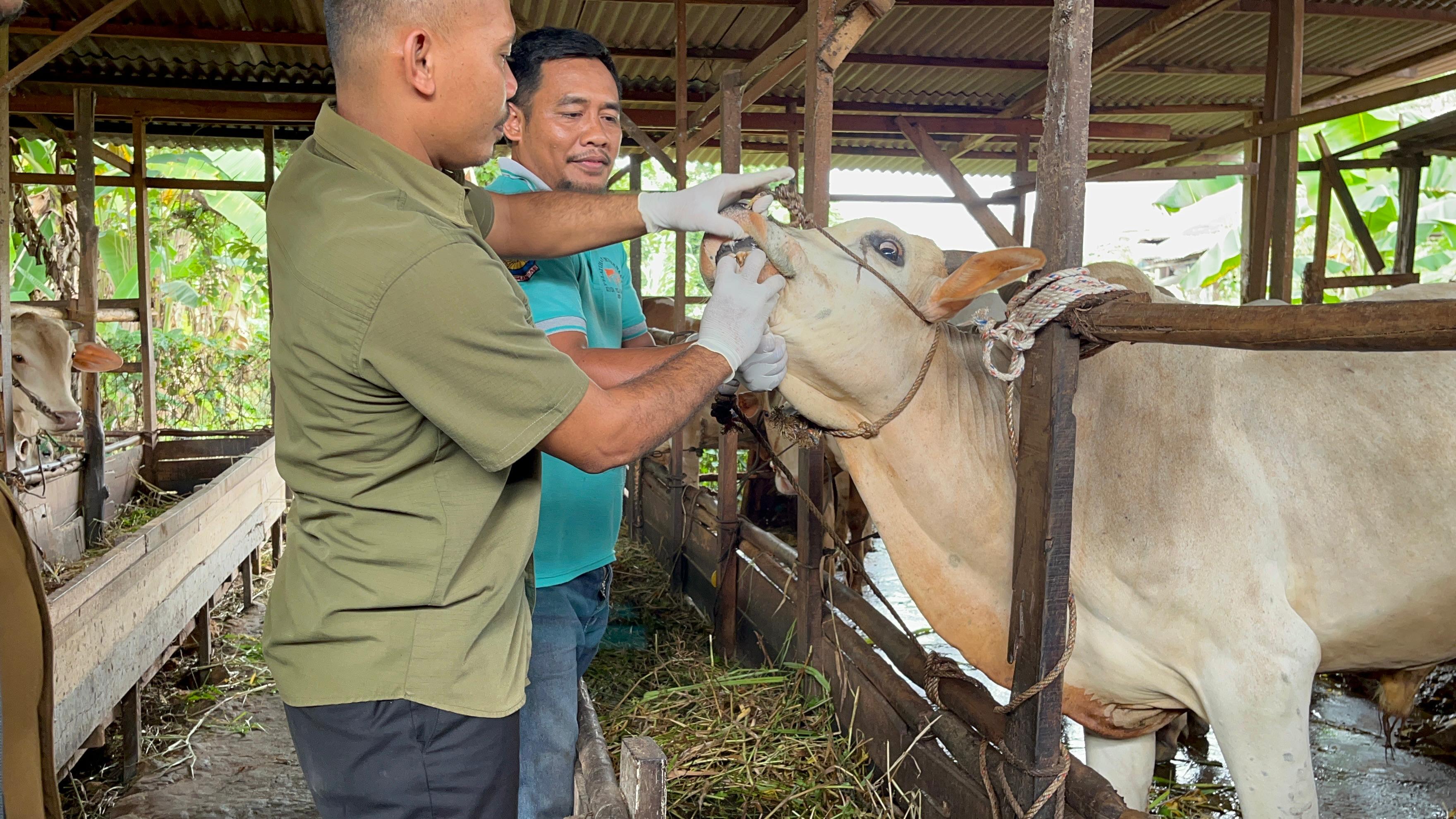 Permintaan Hewan Kurban di Pekanbaru Diprediksi Meningkat Tahun ini