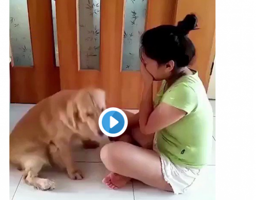 Majikannya Menangis, Reaksi Anjing Ini Bikin Baper!