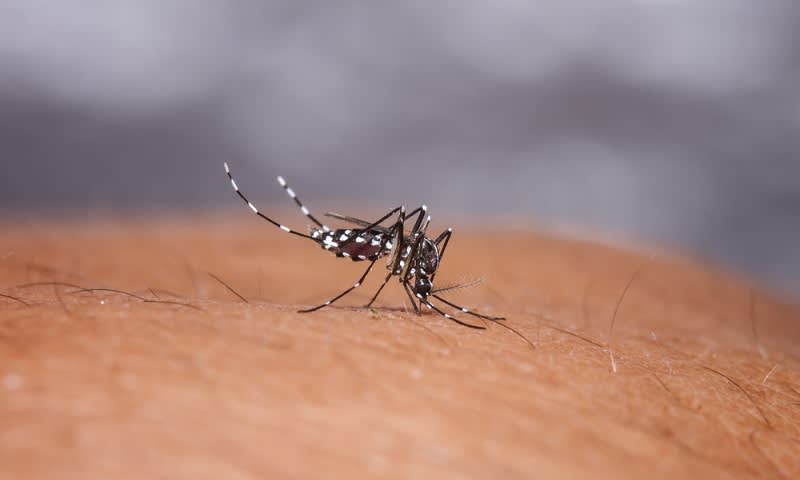 27 Warga Meninggal Karena DBD