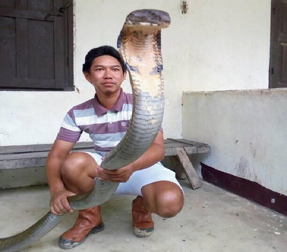 Sioux: Ular King Cobra Raksasa dari Kalimantan Peliharaan