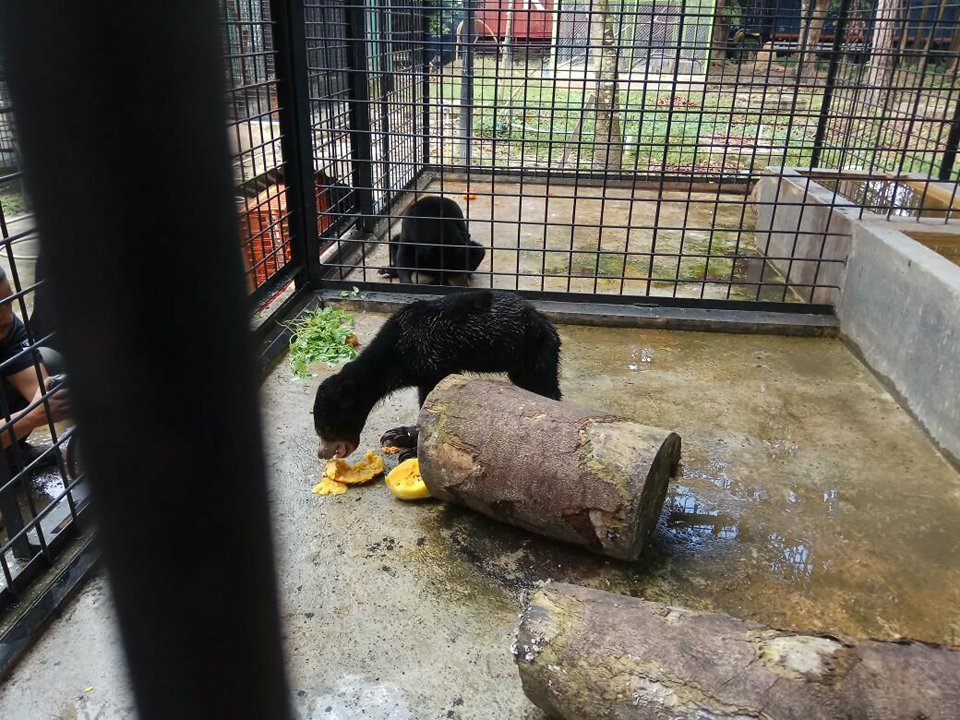 BBKSDA Riau Relokasi Sepasang Beruang Madu Dari Warga Pelalawan