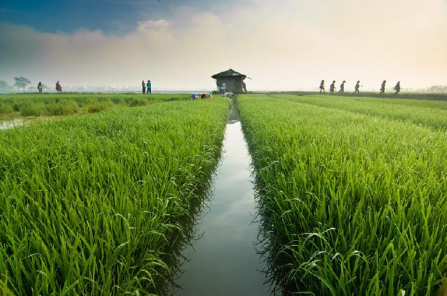 Pemkab Siak akan Cetak 58 Hektare Sawah Baru