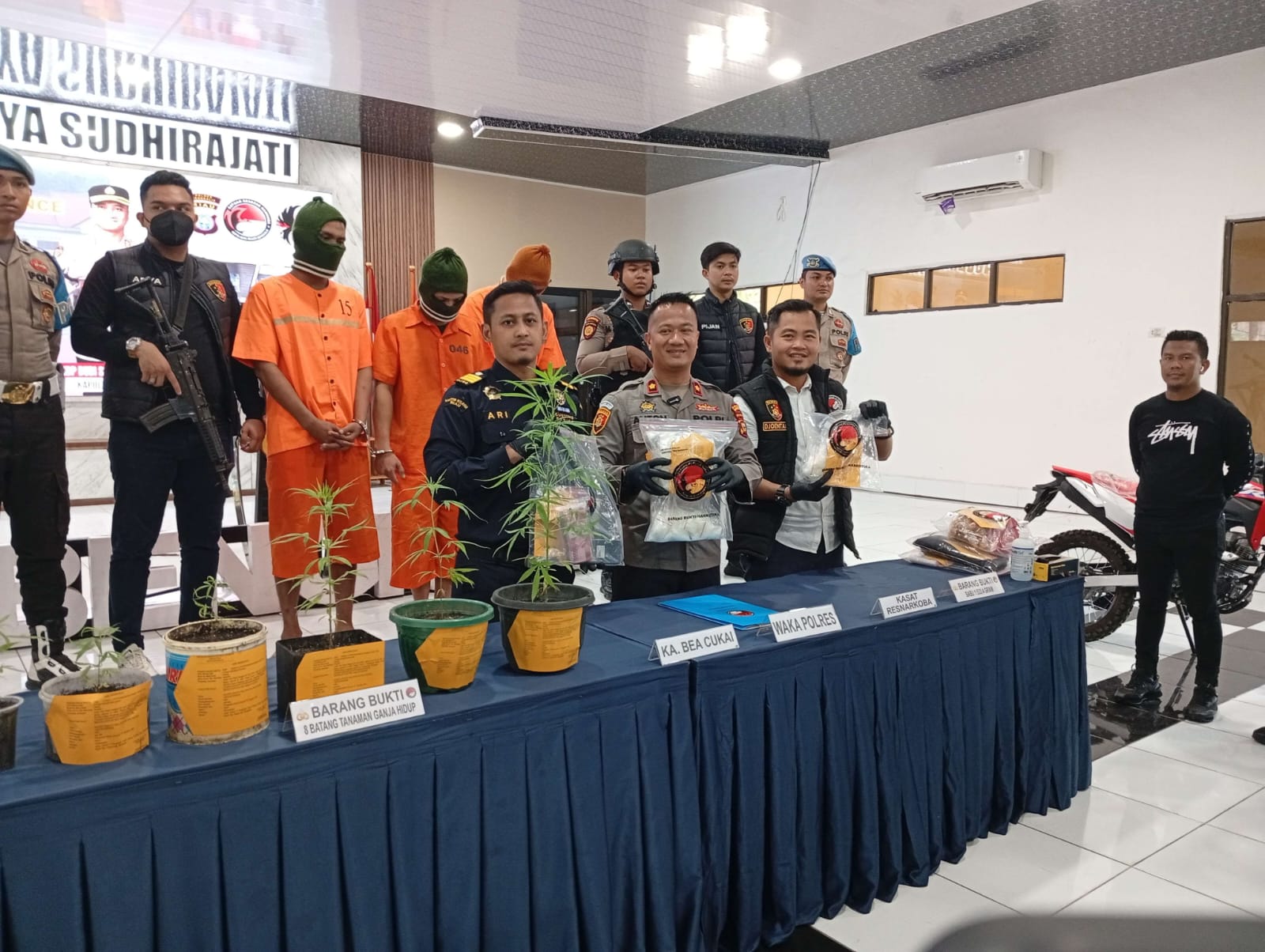 Polres dan Bea Cukai Bengkalis Bongkar Ladang Ganja di Pulau Rupat, Satu Tersangka Diamankan