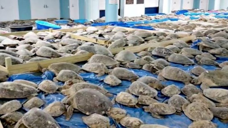 Untungnya Berhasil Diselamatkan, Ribuan Penyu Pingsan Akibat Kedinginan