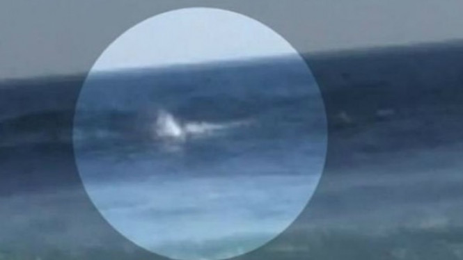 Video Detik-detik Peselancar Diserang Hiu Putih Besar