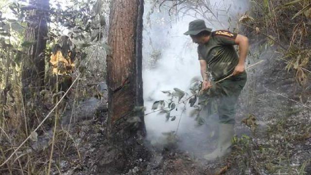 Petugas Gabungan Berjibaku Padamkan Kebakaran Hutan di Rimbo Panjang