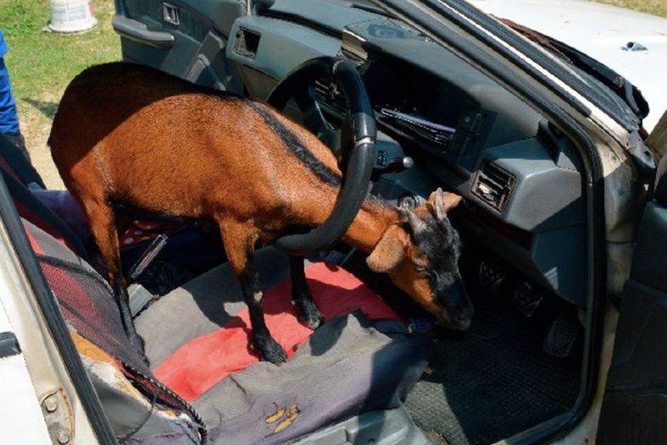 Hendak Menanduk Pemilik Mobil, Kambing Malah Tersangkut di Kemudi