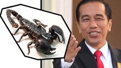 Trik Cepat Kaya dari Presiden Jokowi, Budidaya Bisa Kalajengking, Harga Rp 145 Miliar Perliter