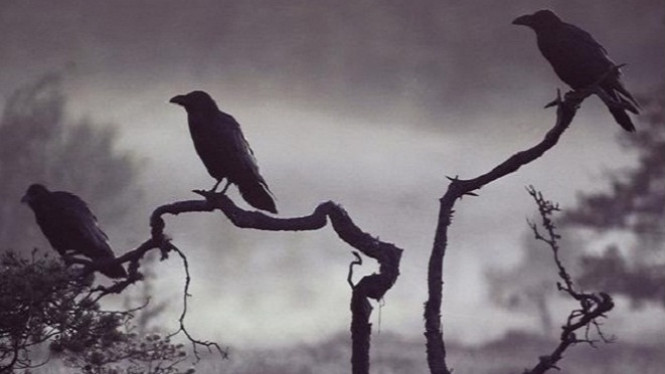 Seram, 5 Hewan Ini Sering Dikaitkan dengan Hal Gaib