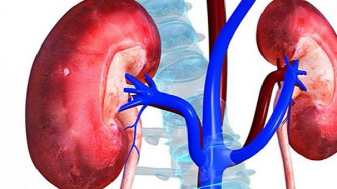 Tinggalkan 4 Kebiasaan Ini agar Ginjal Tetap Sehat