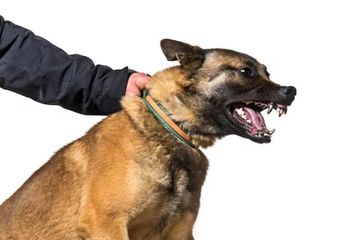 Distankan Pekanbaru Bakal Gelar Vaksinasi Rabies Massal Awal Oktober