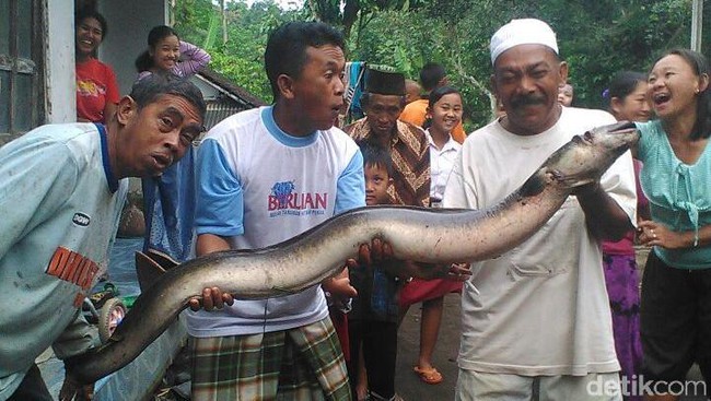 luarbiasa, Warga Jember Temukan Belut Raksasa Seberat 20 Kg