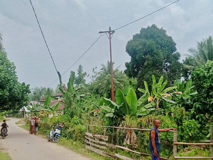 PLN Tanggap Cepat Atasi Gangguan Listrik Akibat Pohon Kelapa Tumbang di Kuansing