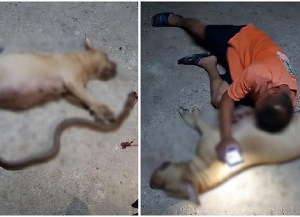 Heroik, Selamatkan Pemiliknya, Anjing Hamil Tewas saat Melawan Kobra