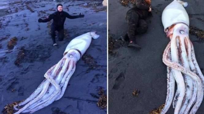 Cumi-cumi Raksasa Terdampar di Pantai Selandia Baru