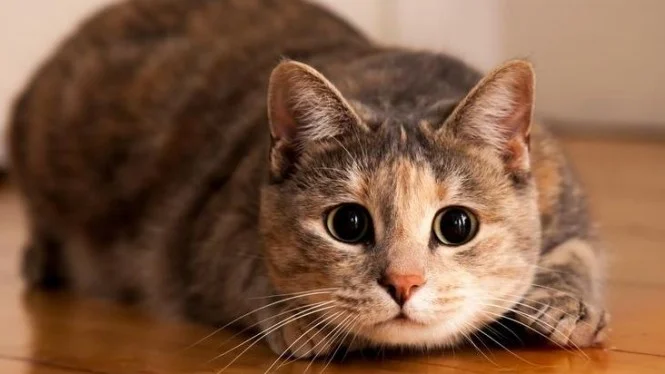 Ini Arti Mimpi Melihat Kucing Hingga Melahirkan