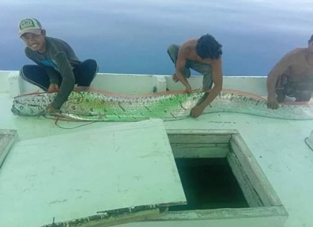Penemuan Ikan Oarfish di Selayar, Kadis Perikanan: Tak Ada Salahnya Kita Waspada