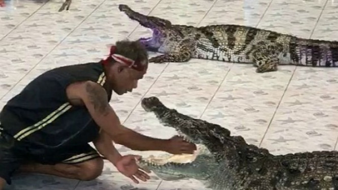 Video Mengerikan, Pawang Diserang Buaya Saat Melakukan Aksinya