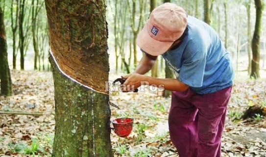 Harga Karet Mentok Rp 6.700 Per Kg, Petani pun Galau